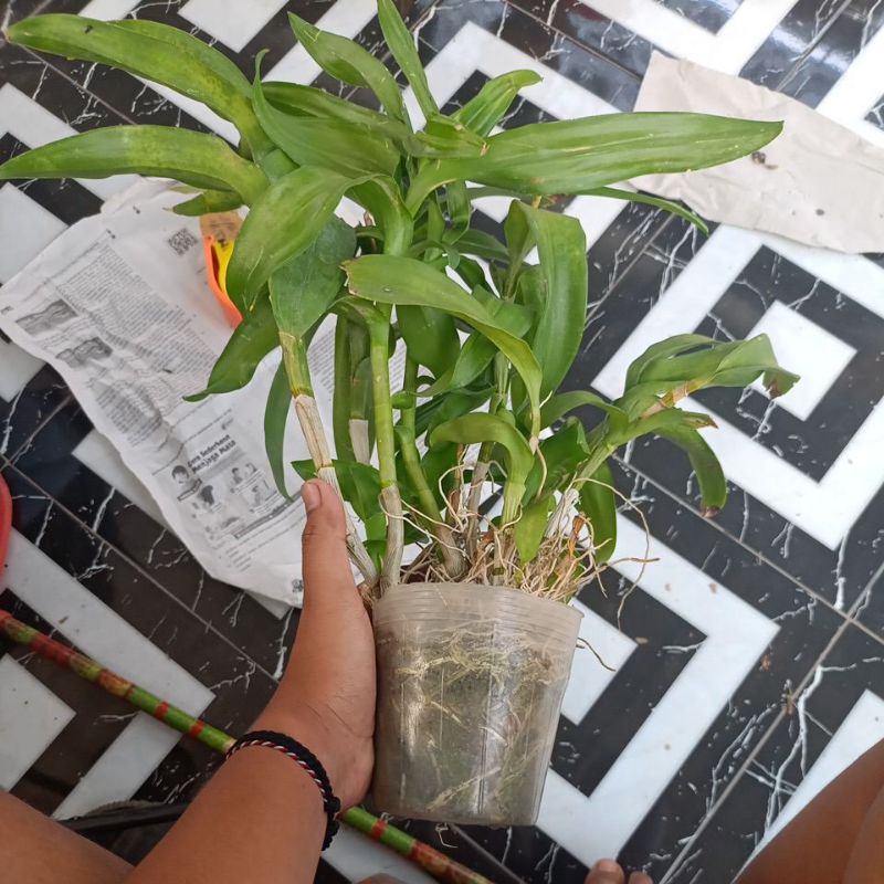 anggrek dendrobium rimbunan