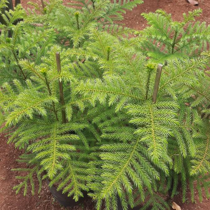 tanaman hias cemara norfolk tinggi 1 meter pohon cemara norfolk Cantik|Bagus 617
