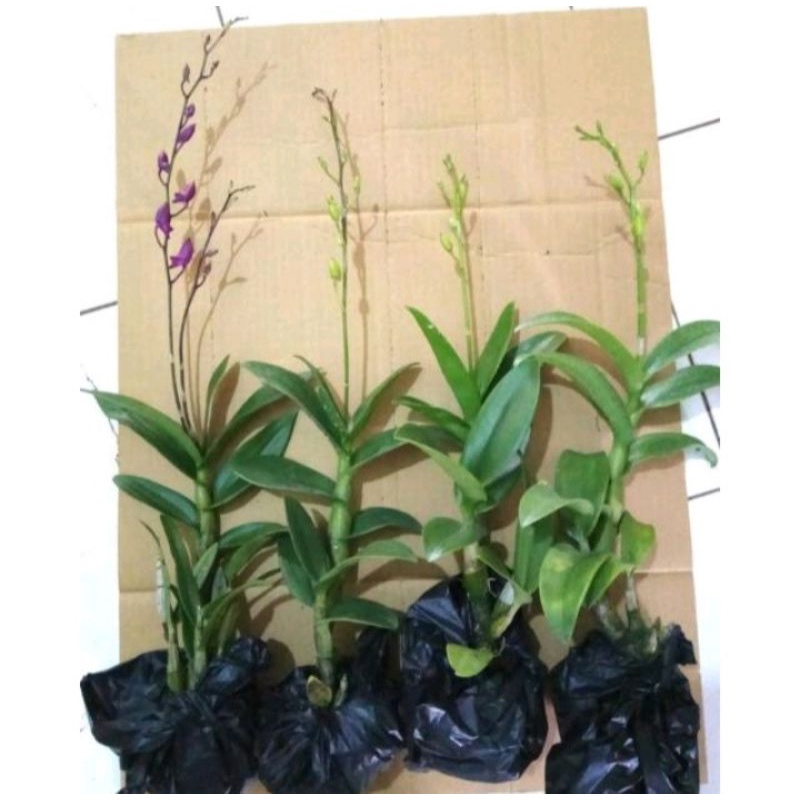 Paket 4 Anggrek Dendrobium -Tanaman Hidup Tanaman Hidup-,Bunga Hidup Bunga Hiasan Rumah