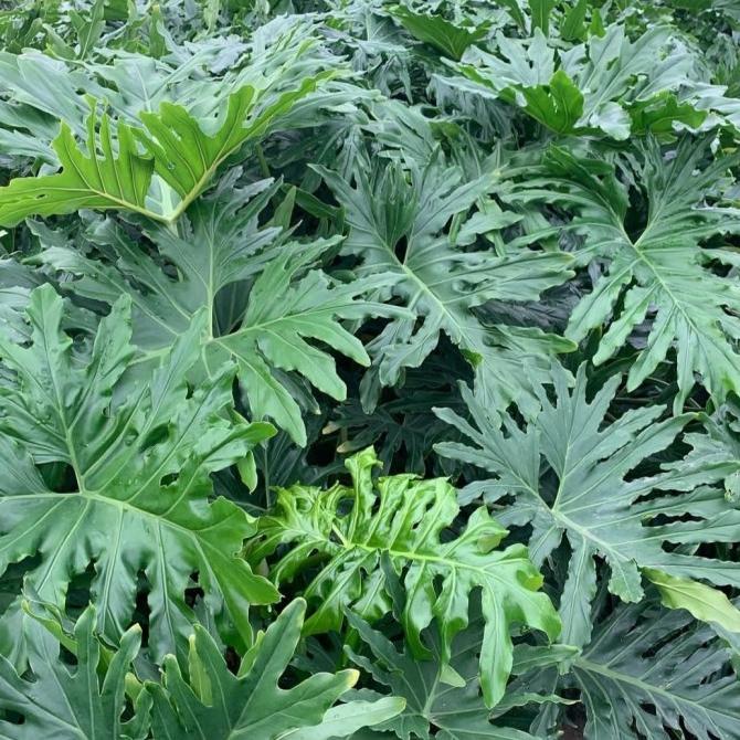 tanaman hias philodendron selloum jumbo besar philo jari ukuran besar