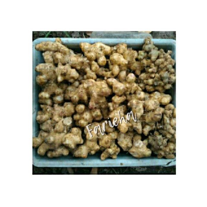 BISA COD Jual Umbi Daun Dewa Ungu Basah Segar Ubi Samsit Bibit Tanaman dan Obat /GUNTING DAHAN/BIBIT