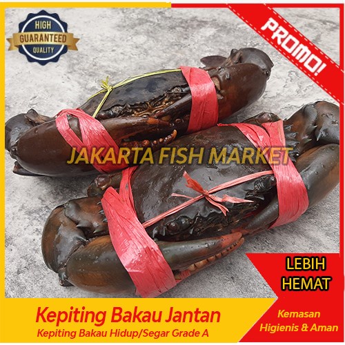

Kepiting Bakau Jantan - Kepiting Hidup 1kg Isi 2 Ekor- Mud Crabs Fresh