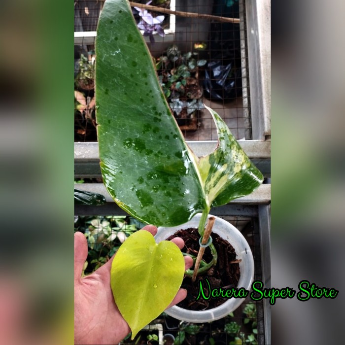 Promo MonsteraMarmorataAureaVariegataYellow RealPictMurahEkonomis