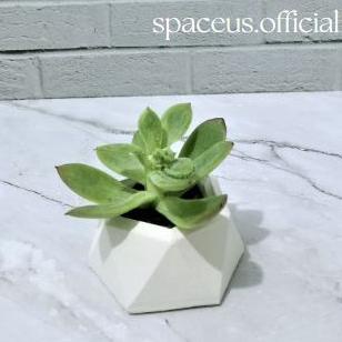 POT DIAMOND + SUKULEN KAKTUS MINI / POT + EDELWEIS