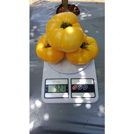 400 Butir Biji Tomat Beefsteak White Beefsteak