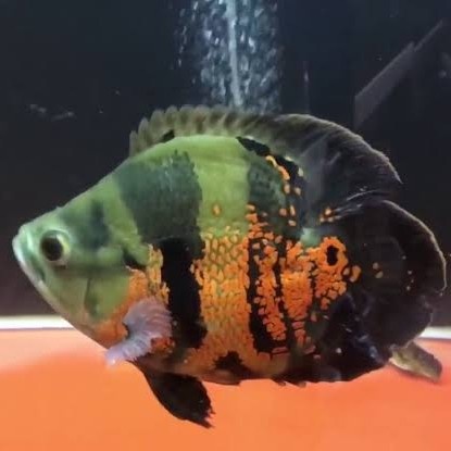 [New] Oscar Black Tiger Short Body Terbatas