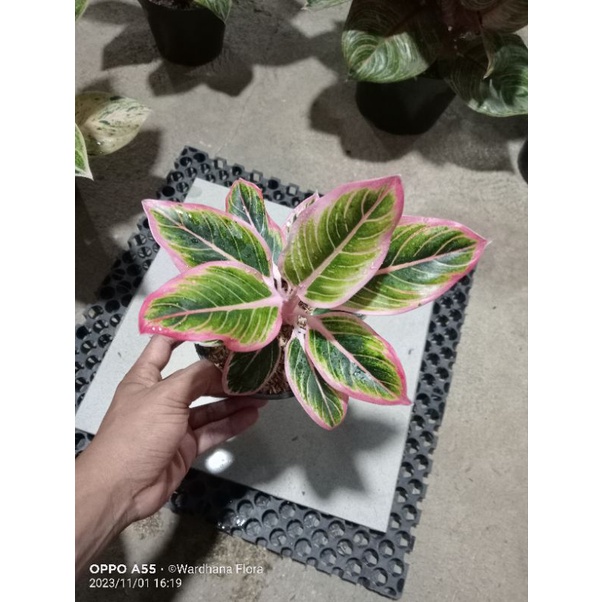 PROMO AGLONEMA  Aglaonema Lotus Delight Dewasa