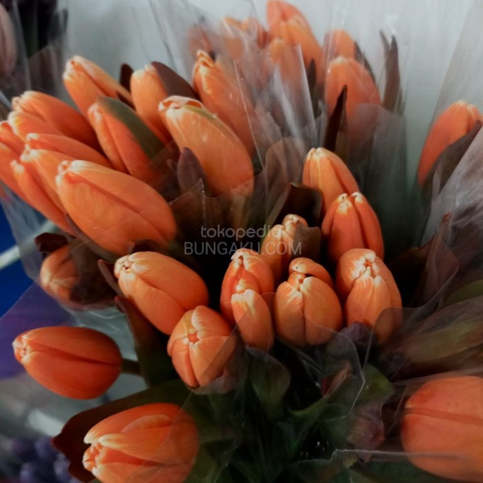 ✅Ready Bunga Tulip Asli / Bunga Tulip Murah /Bunga Tulip Vip Terbaru