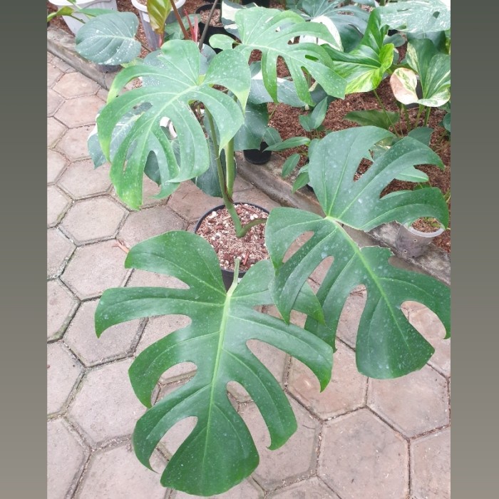 ✅Ready Monstera Brazil Tinggi Limited