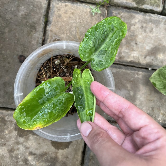 ✨Baru Schismatoglottis Walichi Wallichii Variegata Terbaru