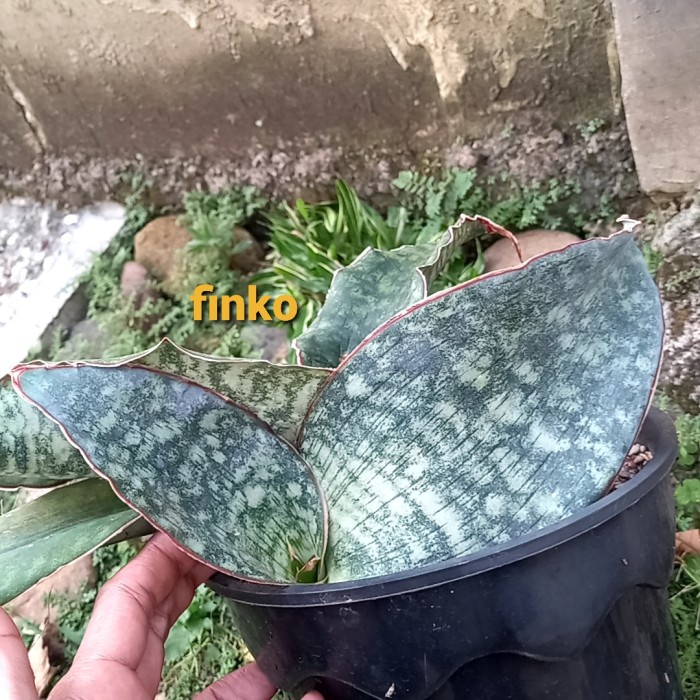 ✨Baru Sansevieria Sp. Bhitalae Tanzania Limited