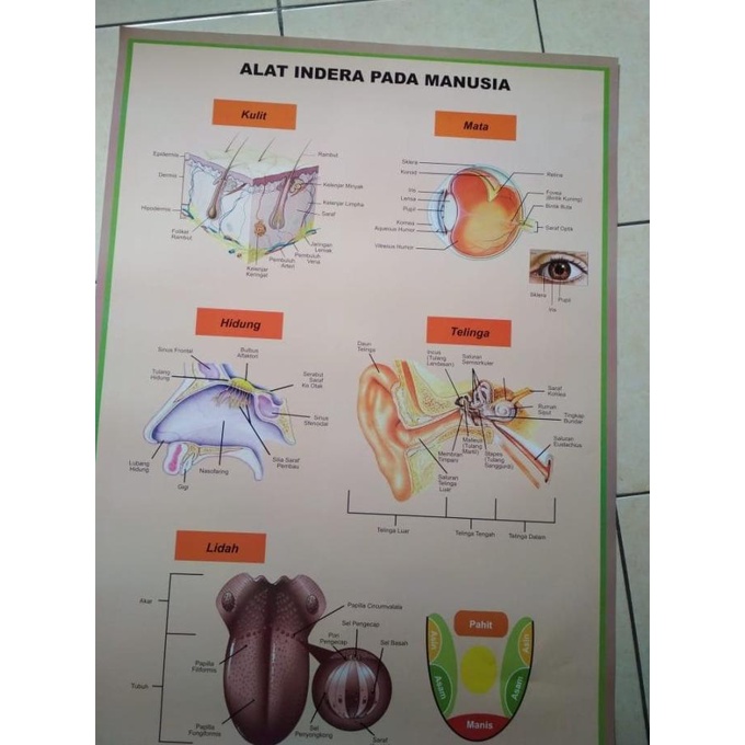Baru POSTER, GAMBAR PERAGA ANATOMI TUBUH MANUSIA, ANATOMI, POSTER