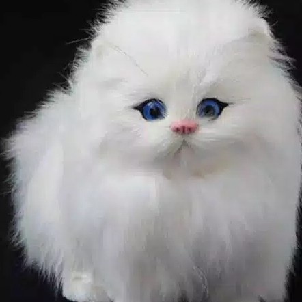 Boneka Kucing 3D Bisa Bersuara Mirip Asli