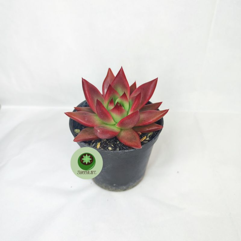 Secculent - Agavoides Frank rainelt