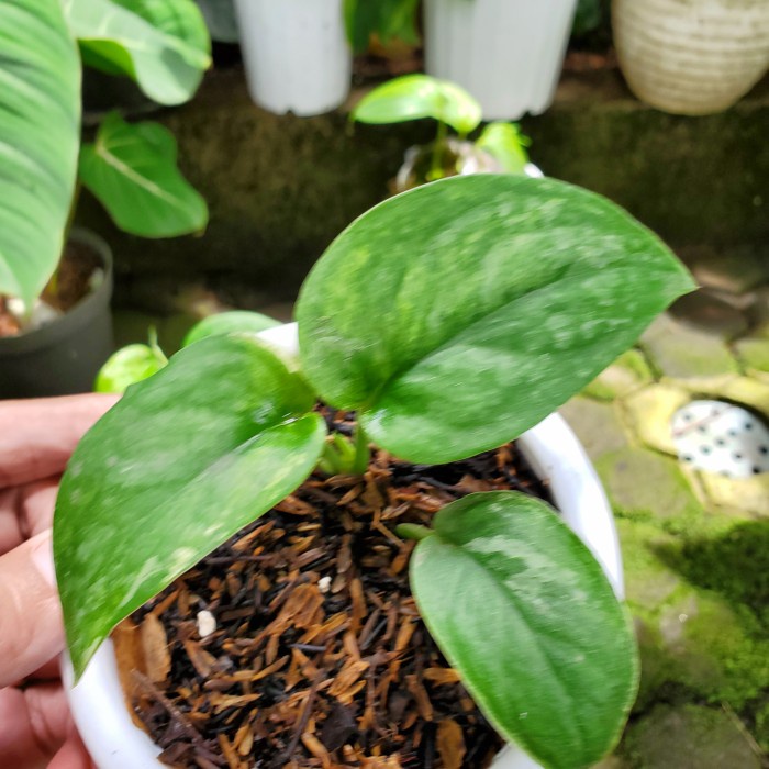 [New Ori] Scindapsus Jade Satin Varigata Terbaru