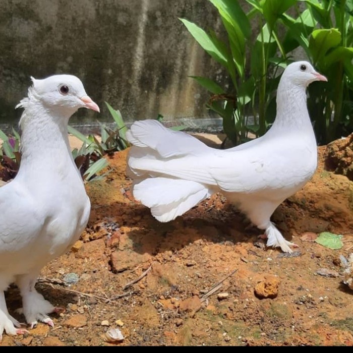 [New Ori] Merpati Kipas Sepasang Untuk Pelepasan Acara Pernikahan Bisa Gojek