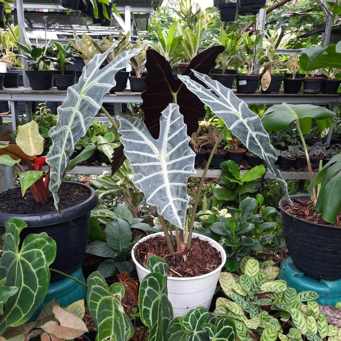 [New Ori] Tanaman Hias Keladi Amazon Jumbo  Pot Realpic Bisa Gojek