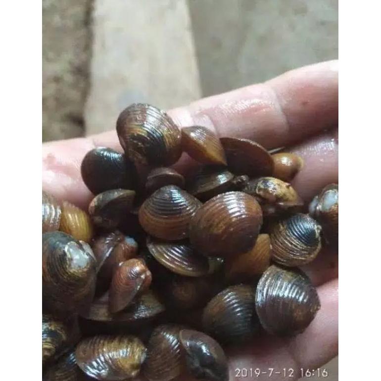 

TERBARU REMIS LAYA (CECE)ATAu KERANG TAWAR 100 GRAM TERMURAH