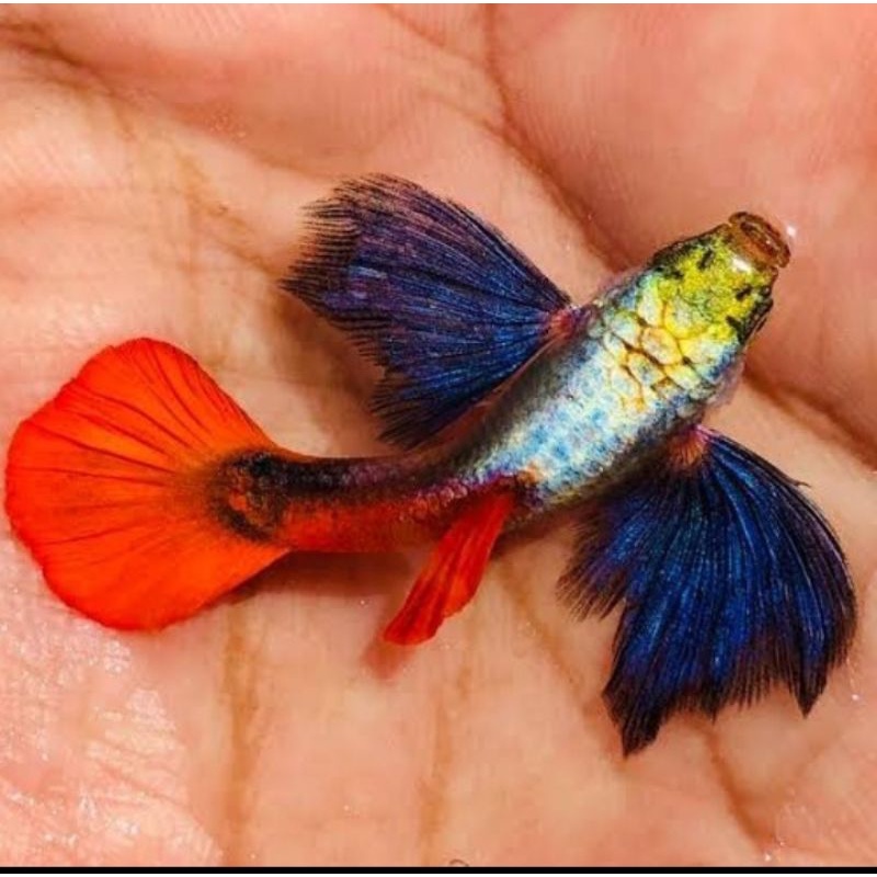 guppy platinum red tail dumbo ear PRTDE