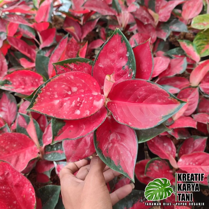 TANAMAN HIAS AGLONEMA SUKSOM JAIPONG - AGLONEMA SUKSOM JAIPONG