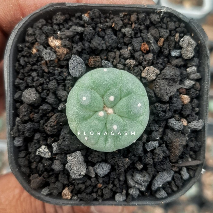Promo Kaktus Lophophora Fricii X Williamsii 15-25Mm Seedling