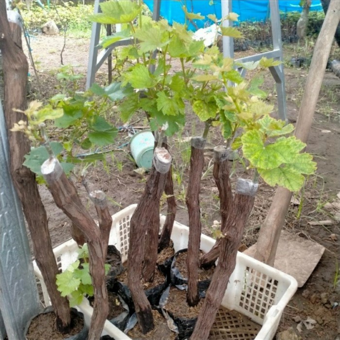 BIBIT TANAMAN ANGGUR BATANG BESAR-BIBIT ANGGUR IMPOR BATANG BESAR