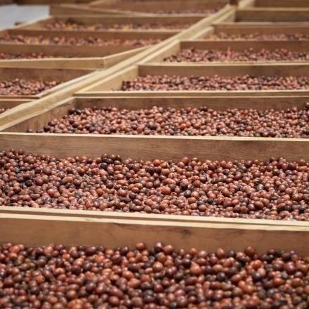 

Green Bean 1kg NATURAL ANAEROB - Sumatra Arabika Sipirok Biji Kopi