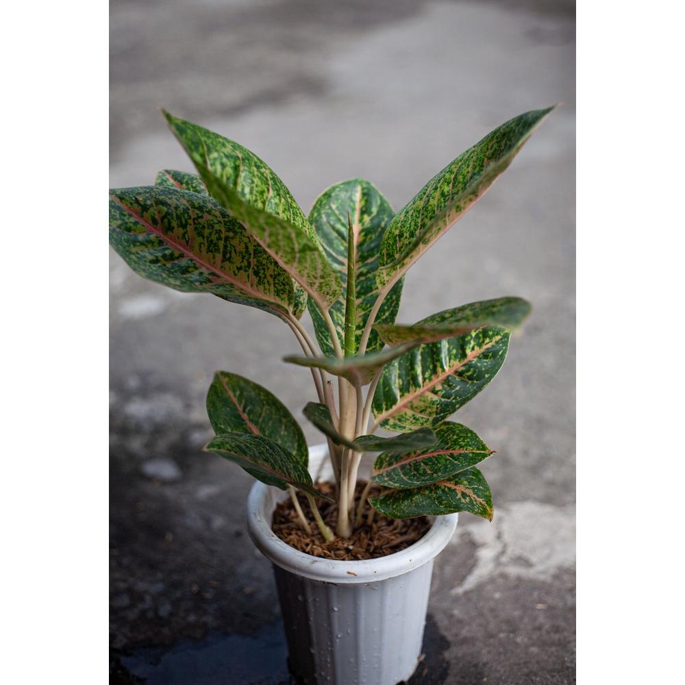 Terjangkau Pupuk Osmocote Decastar Slow Release Super 23-10-10 Pupuk Tanaman Hias Aglonema Anggrek B