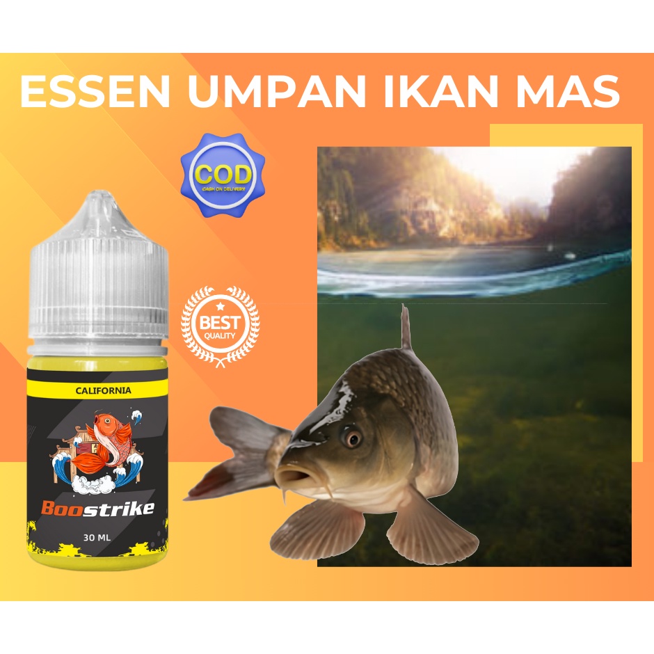 Racikan Umpan Ikan Mas