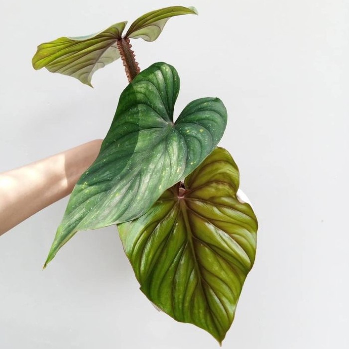 Terbaru Tanaman Hias Indoor Philodendron Plowmanii Blackface Narrow Daun Besar Promo Terlaris