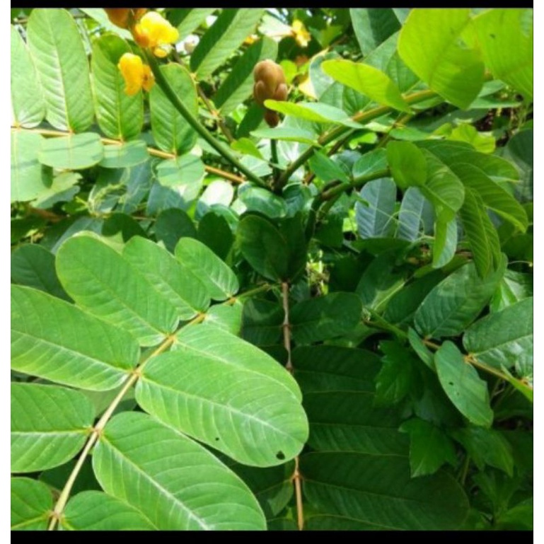 

Daun kimanila segar per 500g