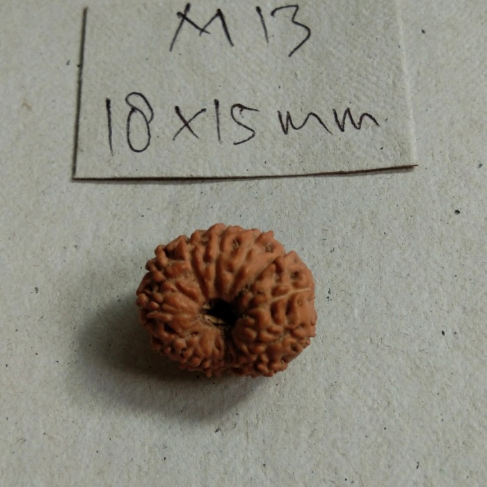 Mei Rudraksha Mukhi 13 Special