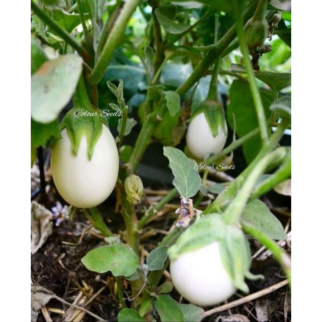 300 biji benih bibit terong lalap putih telur white eggplant