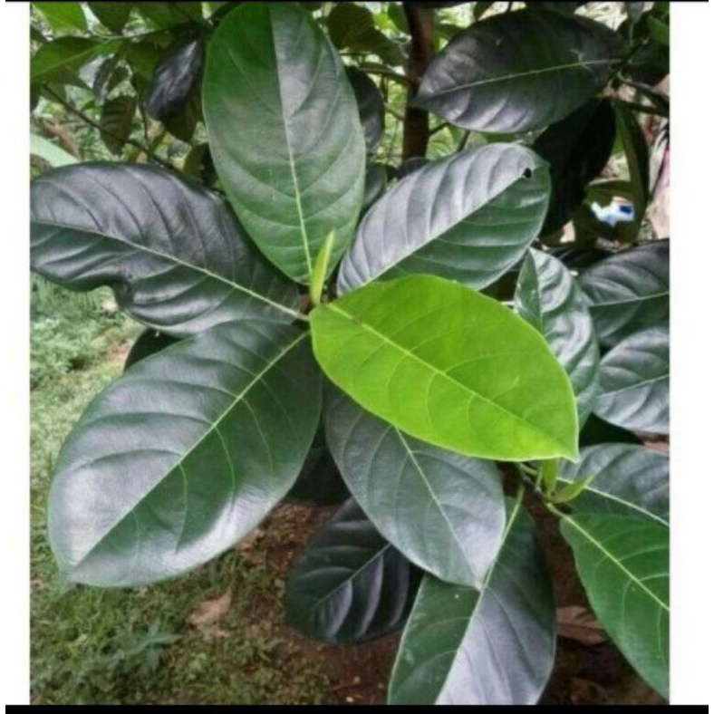 

Jual Promo 1kg Daun Nangka Segar kesehatan herbal diabetes dl