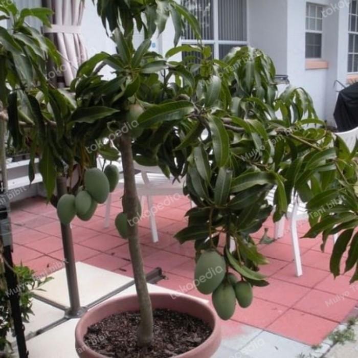 Bibit tanaman buah mangga manalagi madu super FULL