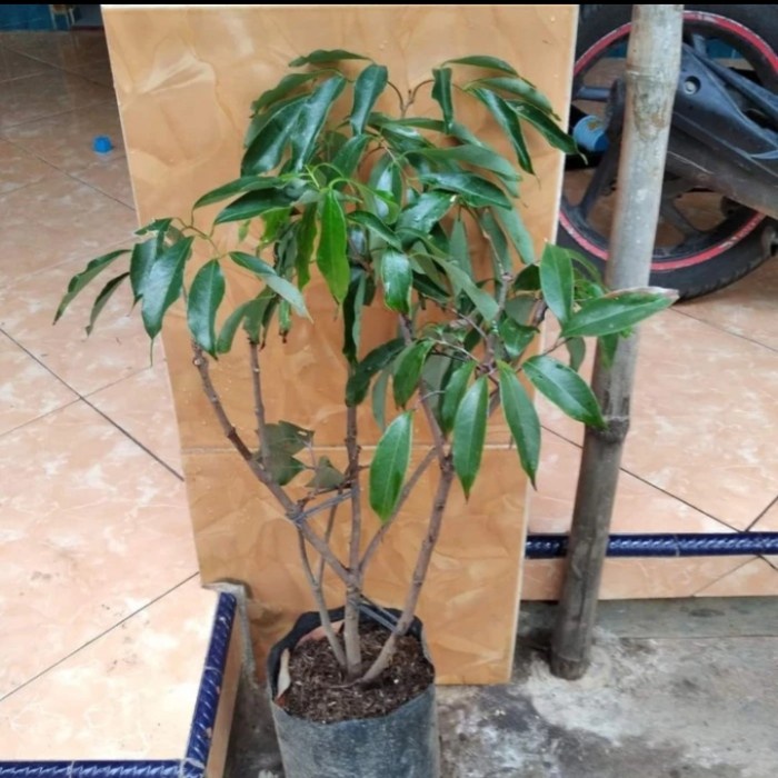 MXX bibit tanaman buah leci merah leci com pohon leci merah cangkok