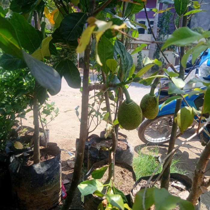 MXX bibit tanaman buah nangka madu kondisi berbuah tinggi 1 meter up
