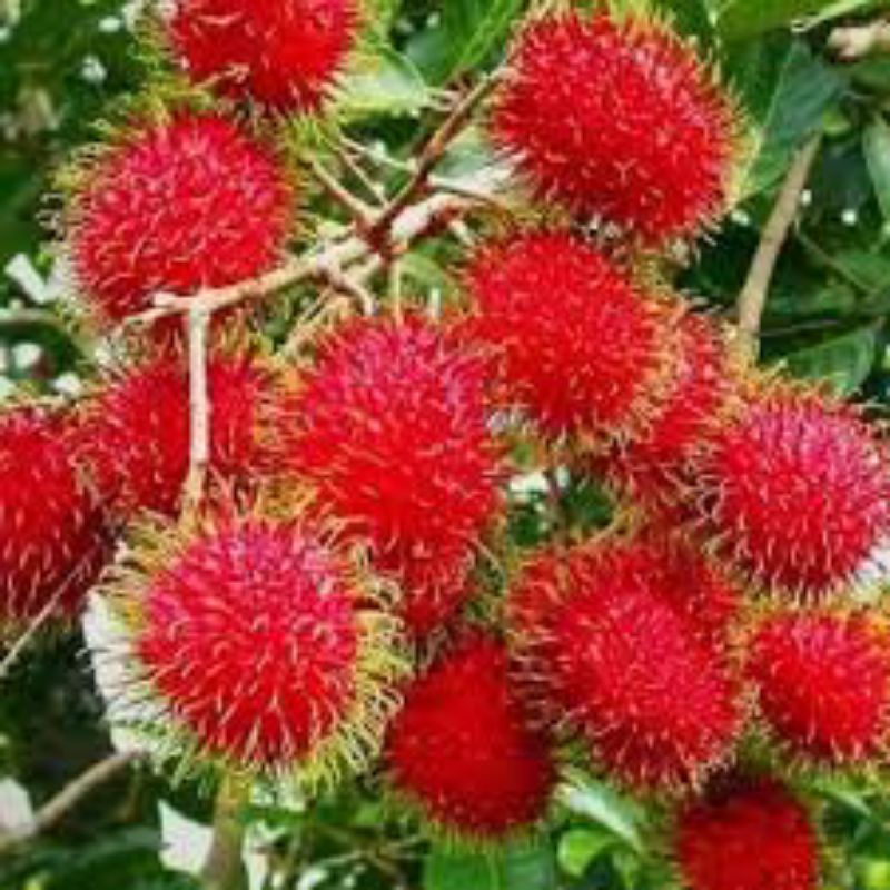 

BUAH RAMBUTAN BINJAI SUPER MANIS 1KG