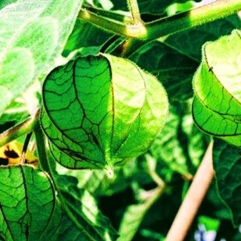 30 Bibit/benih biji ciplukan golden bery/ciplukan berry cecended beri