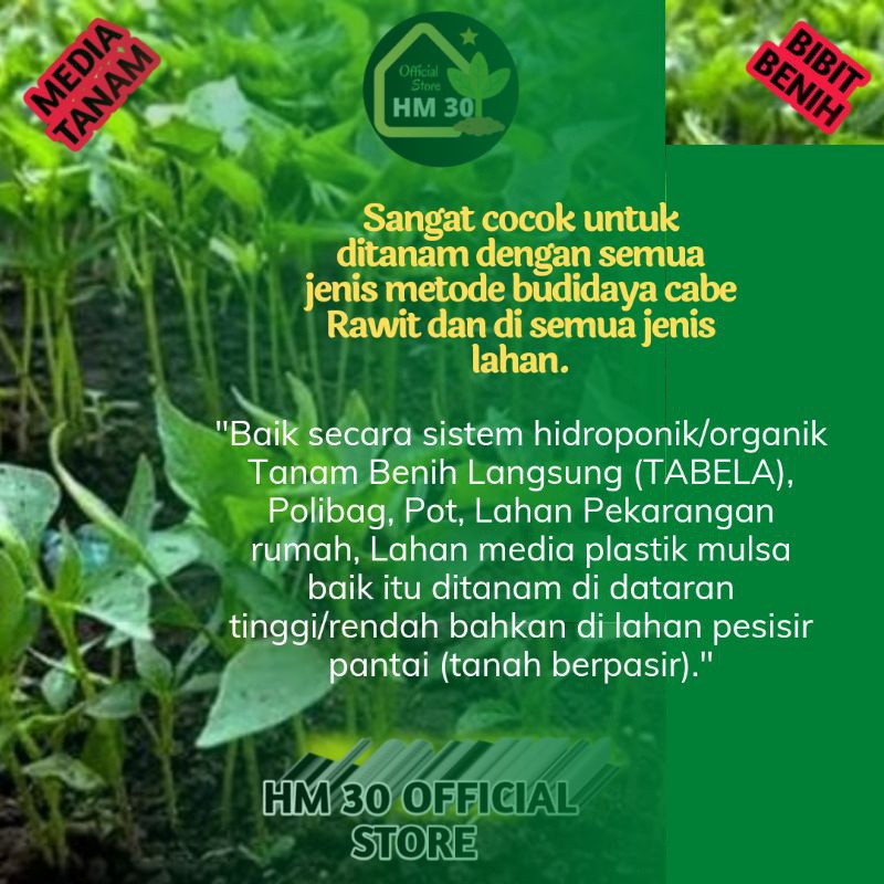 25Gr & 50Gr Benih Cabe Rawit Hijau Lokal Kualitas Internasional 5.000 & 10.000 Biji/Butir Bibit