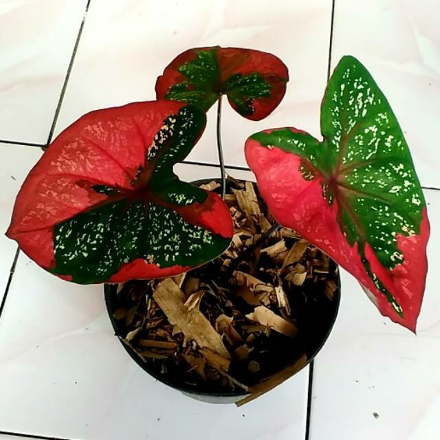 [COD] Tanaman Hias Caladium Baret Merah Beauty - Bunga Hias Keladi Baret Terbatas