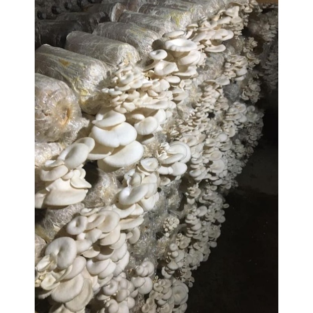 

Bibit jamur florida f2 murah botol