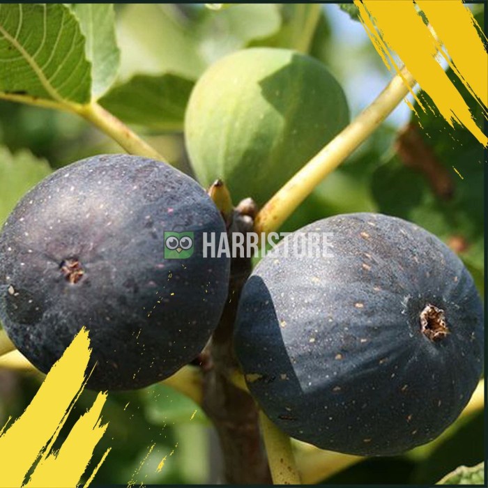 READY Hot Product ! Tanaman Bibit Buah Tin Black Madeira Bergaransi