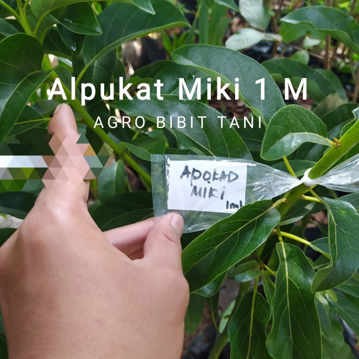 READY Bibit Tanaman Buah Alpukat Miki 1 Meter-Bibit Pohon Alpukat Miki Manis