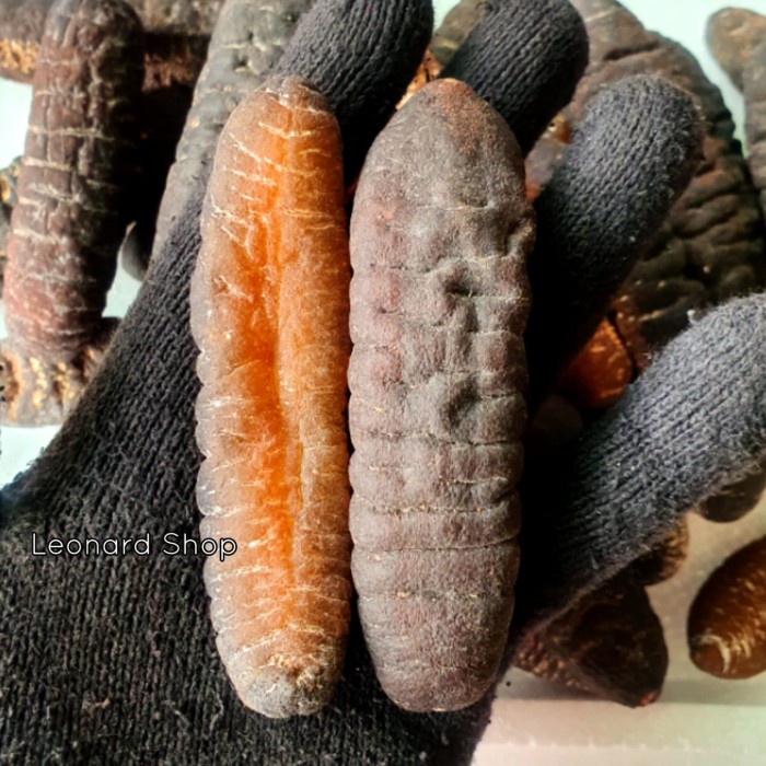 Haisom Besar Super 100Gram Bangka Belitung Kering Teripang Gosok Gamat