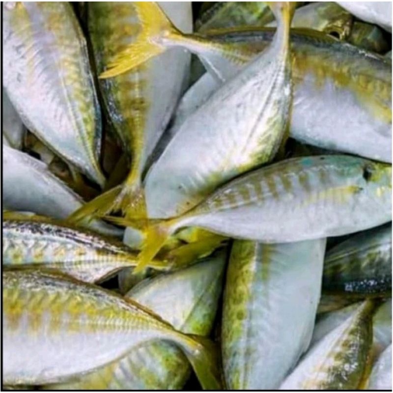 

kembung Como segar