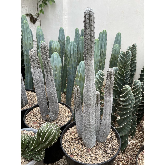 [New Ori] Euphorbia Abdelkuri Terbaru