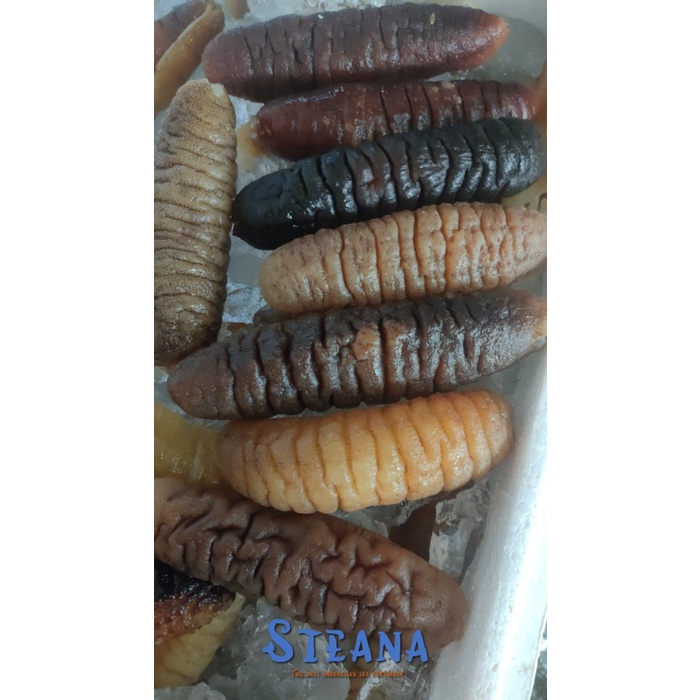 

Teripang 500 gram Super Hoisom/Haishen/Haisem/Sea Cucumber Belitung
