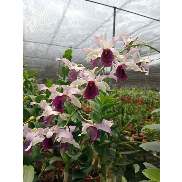 dendrobium keriting id Indonesia raya blue dan indonesia raya red