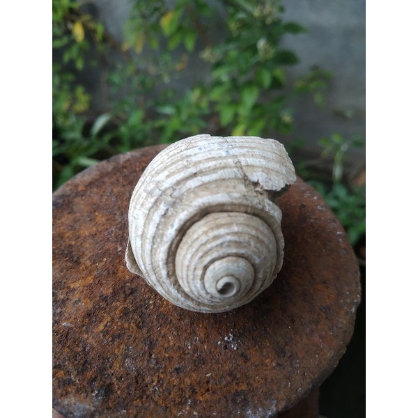 sudah menjadi batu jutaan tahun yg lalu